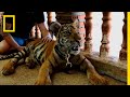 What S Driving Tigers Toward Extinction National Geographic