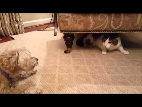 Yorkie-Chon Vs. Cat  Play Fighting : Rosie Is the Yorkie Chon & Labradoodle Is Hazel