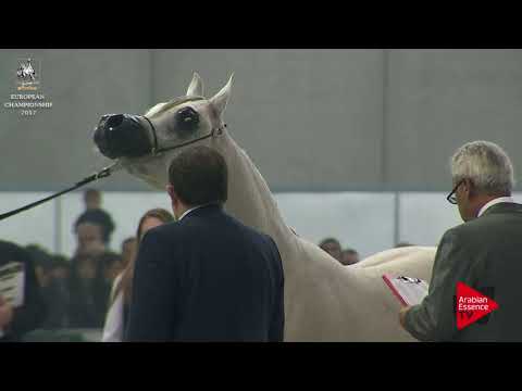 N.142 DANDI MPE - Verona 2017 - 2 Years Old Colts (Class 4)