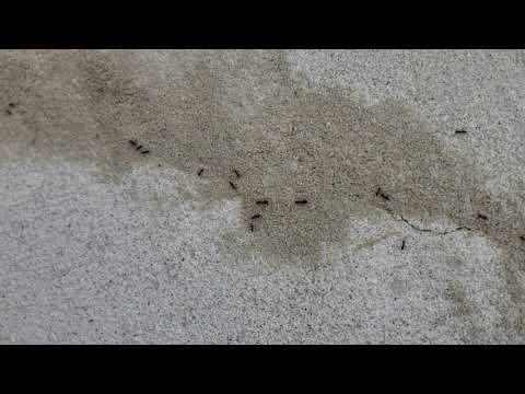 Carpenter Ants Walking Up the Driveway in Rumson, NJ