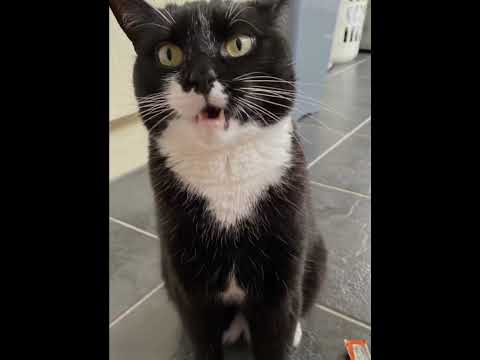 Chester Mischievous Cat Pictures #feline #blackcat #catshorts #cute #catvideos Please Like/Subscribe