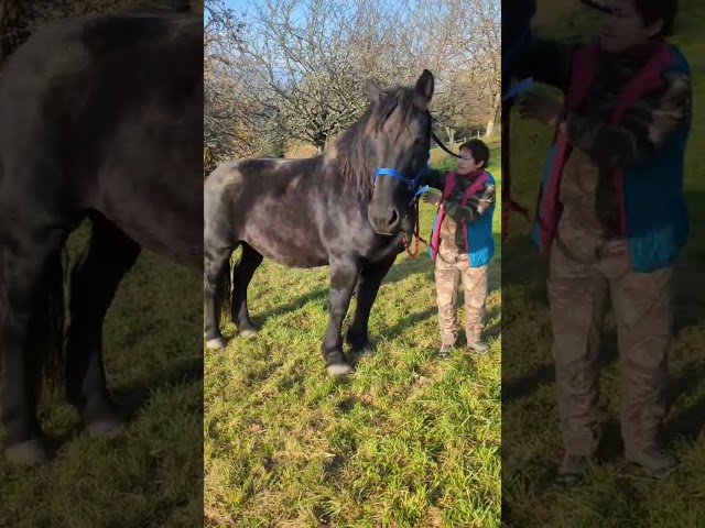 Jument Percheronne noire 