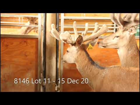 8146 Lot 11 DGNZ 2021 2yr sale