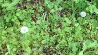 Death of Dandelion