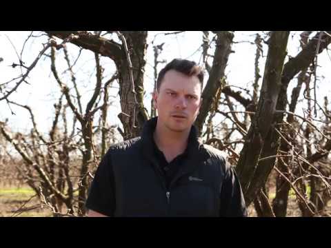 The future of orchard robotics with Mitchell McNab