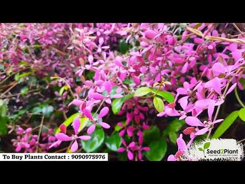 Enchanting Blooms: Congea Tomentosa Dark Pink Live Plant | Seed2Plant