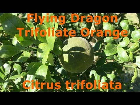 download lagu mp3 mp4 Flying Dragon Trifoliate Orange, download lagu Flying Dragon Trifoliate Orange gratis, unduh video klip Flying Dragon Trifoliate Orange
