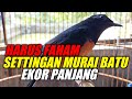 Harus Faham MURAI BATU Ekor Panjang Settingan Harian Seperti Ini