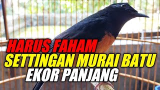 Download lagu harus faham MURAI BATU ekor panjang Settingan harian seperti ini mp3