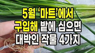 5월 마트에서 구입해 밭에 심으면 대박인 작물 4가지