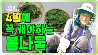 4월에 꼭 채취해야 하는 나물 ㅣ 다양한 봄나물의 종류 ㅣ독초 구별 방법