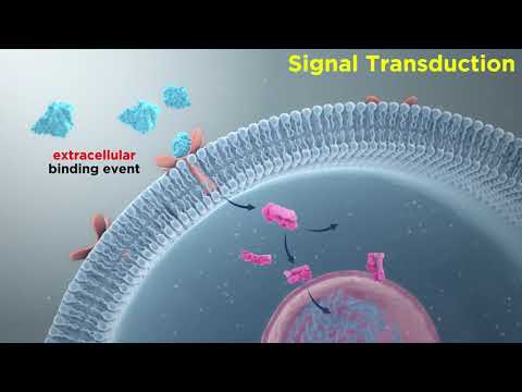 Signal Transduction in Immune Cells: Receptor-Ligand Interactions
