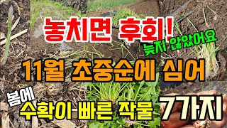 놓치면 후회합니다! 11월 초중순 심는 겨울 준비 작물 7가지 이때 심어 봄부터 빠르게 수확해요 #11월에심…