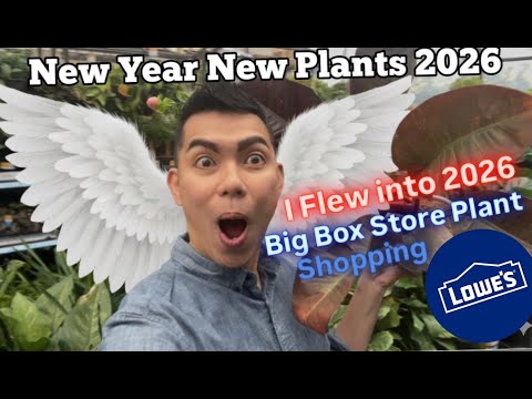 New Year's Day 2026 Big Box Store Plant Shopping Houseplants for 2026 at Lowe's Budget Friendly