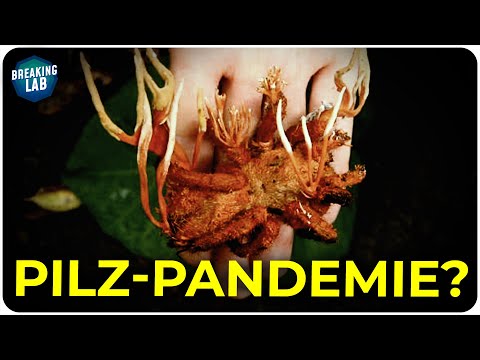 Wieso spricht (fast) niemand über diesen Pilz?