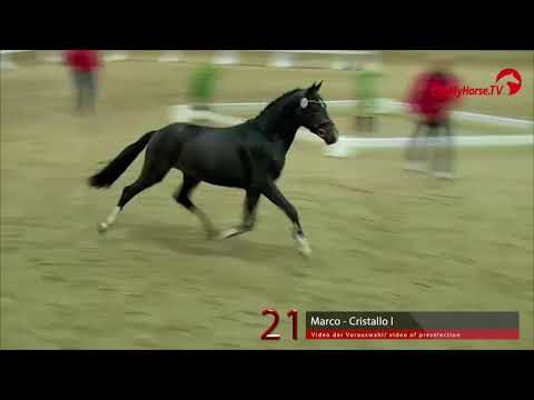 21 Junghengst v. Marco - Cristallo I