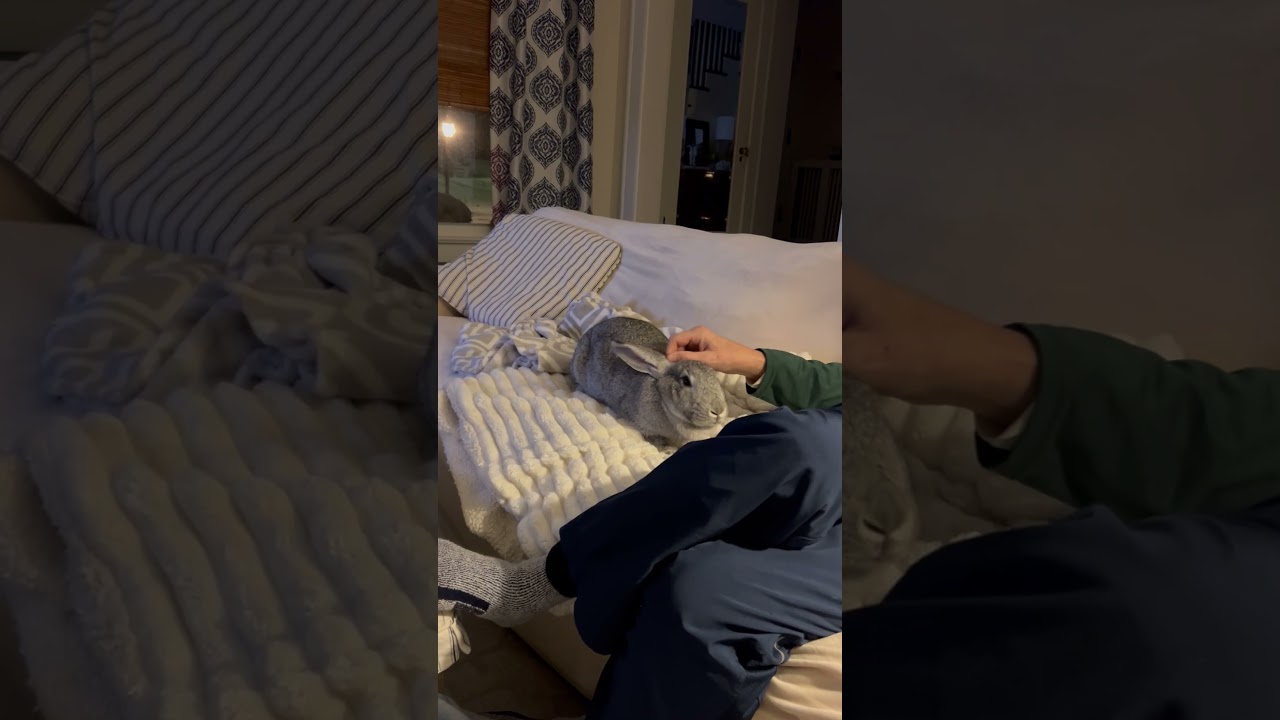 Walter and Ruth - exceptionally sweet bonded pair, a Adoptable New Zealand in Charlotte, NC video 6/6