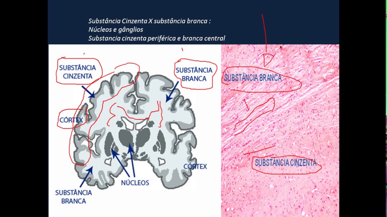 FISIOLOGIA - Introdução ao estudo do sistema nervoso PARTE 2