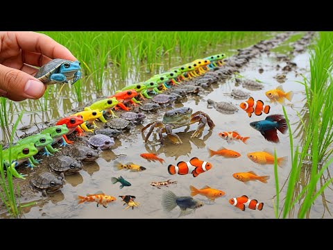 Catching Aquarium Fish You Won’t Believe Exist!