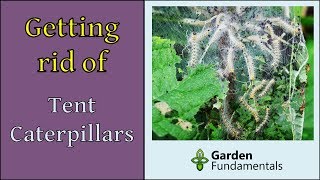 Tent Caterpillars & Sawflies How To Get Rid of Them (fast)