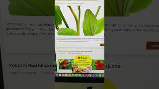 Miniatura filmu z YouTube