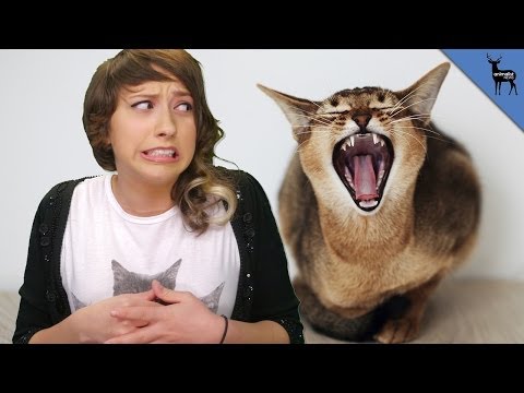 Cat Bites Can Lead To Hospitalization! - YouTube