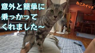 《猫動画》ねこちゃんの隣で寝ころんでみたら、かわいいくてこんな感じになりました #ねこ #cat #kitty #アメショ #vlog