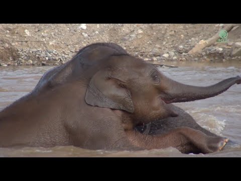 Mother Protect Baby Jai Dee While She Enjoy Swimming In The River - ElephantNews