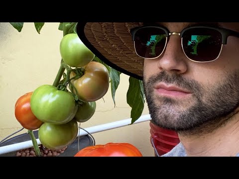 Grow Tons of Tomatoes, Peppers and Figs - Dutch Bucket Hydroponic System
