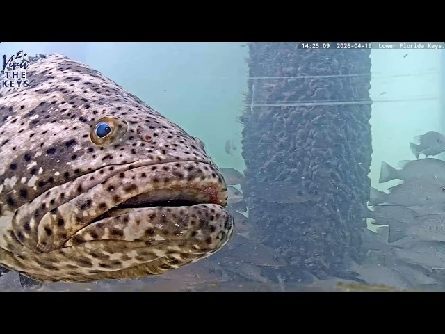 Live webcam view of Underwater Reef Alive with Tropical Fish
