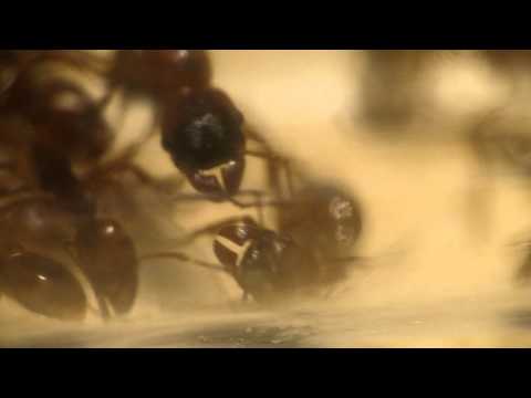 Manica rubida - The pheromone war (HD)