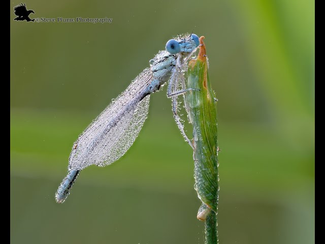 Judge.me YouTube video placeholder