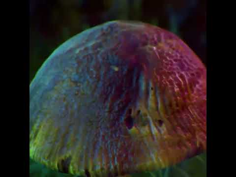 Big Gee x Overlord Scooch - Backend (visualizer)