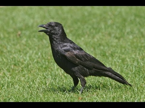 , title : 'BTO Bird ID - Corvids - Crow, Rook, Raven'