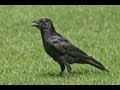 BTO Bird ID - Corvids - Crow, Rook, Raven