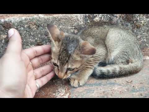 Dinku Cat tries to wake up a sick kitten!