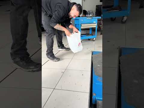 Γάτα καγκουρό