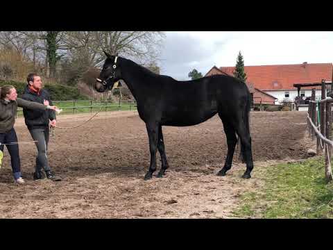 Schwalbentraum von Helium