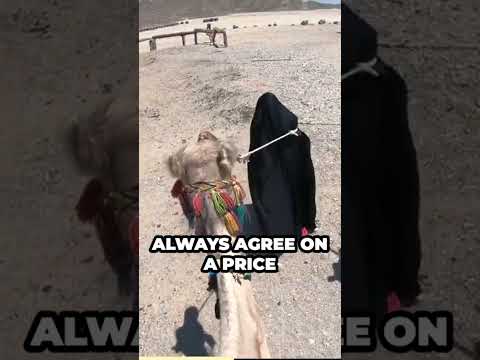 Watch Out for the Overpriced Camel Ride Scam in Egypt!