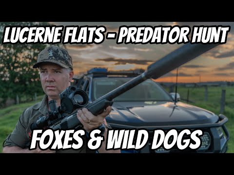 EDGE of the OUTBACK Predator Hunt || Pulsar Thermal + 6BR in Action [Foxes & Wild Dogs]