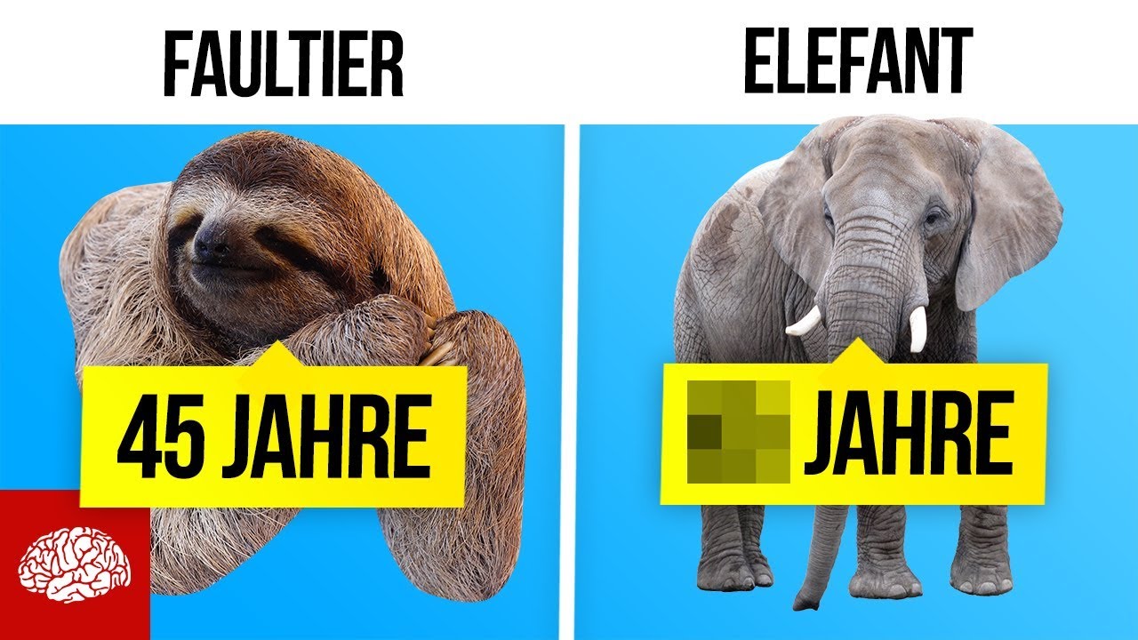 Welches Tier Lebt Am Längsten Auf Der Welt
