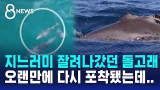 지느러미 잘려나갔던 돌고래, 오랜만에 다시 포착됐는데.. / SBS 8뉴스