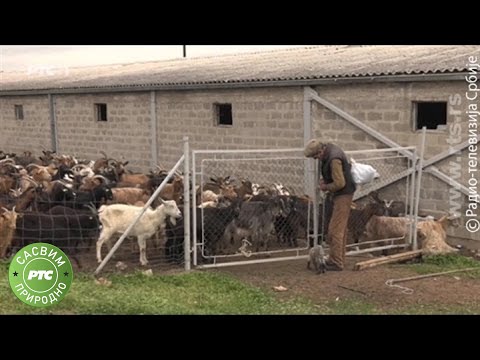 Sasvim prirodno: Staroplaninci, prvi deo (Jovan Memedović)