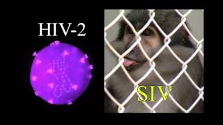 Lesson 15: HIV and SIV