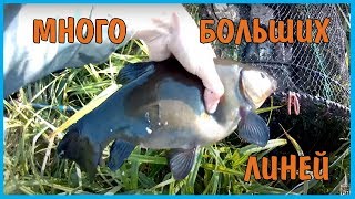 Рыбалка как ловить на верш