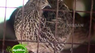 Success story on quail rearing (Kada)  as a business enterprise