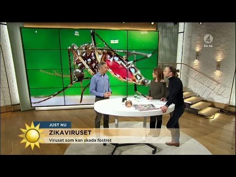 Myggviruset som kan skada ditt foster - Nyhetsmorgon (TV4)