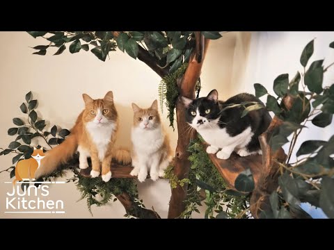 I made a tree for my cats out of driftwood