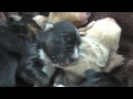 They Went to the Shelter to Rescue 6 Puppies - But ...