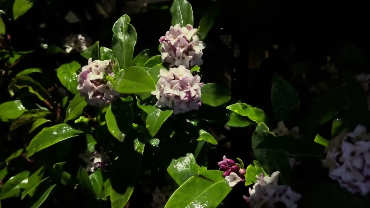 ASMR Japan Night Rain Walk Part 2 2026.03.03 Ambience Sound Sleep Meditate Relax Peace Tokyo